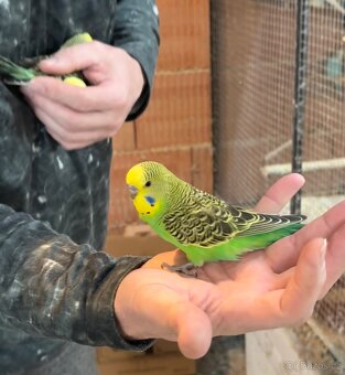 Andulky krotké a ochočené - 10