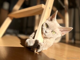 Devon Rex - 10