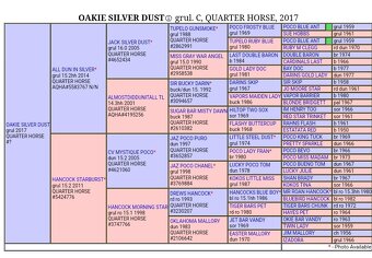 LUXUSNÍ QUARTER HORSE GRULLO HOMOZYGOT NA ČERNOU - 10