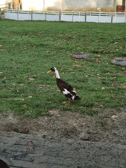 Indický běžec - 10