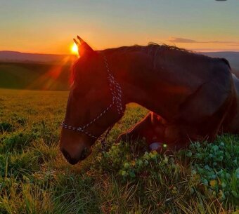 Valach pro vše - 10