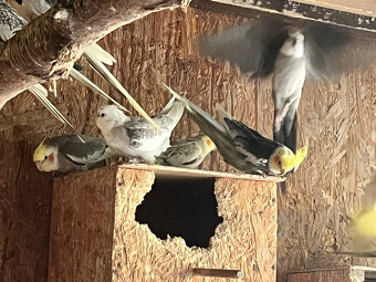 loňské korely - různé barvy - 10