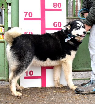 TAMINO K ADOPCI - SKORO ROČNÍ, S DVOUBAREVNÝMA KUKADLAMA - 10