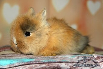 Zakrslí králíčci Teddy s VP (Vánoční miminka)-doprava po ČR - 10