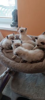 Ragdoll kotatka - 10