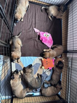 Belgický ovčák malinois s PP - štěně - 10