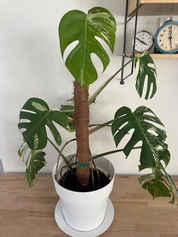 Monstera Albo variegata "Panašovaná'' - 10