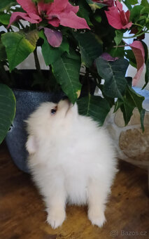 Pes pomeranian x trpasličí špic bez PP - 10