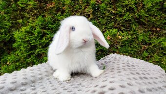 Zakrslý beránek, králíček, králík - TYMIÁN A HOLLY - 10