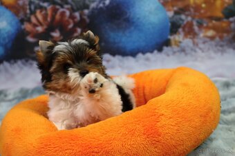 Biewer terriér jorkšírský - 10