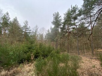 Lesní pozemek Sudkovice - 10