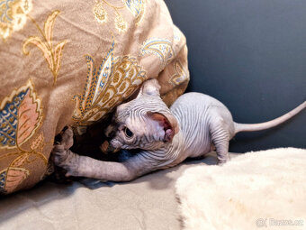Sphynx koťata - 10