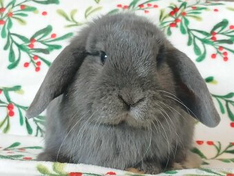 Volná samička - Anglický Zakrslý Beránek MiniLop🍑🧡🤍 - 10