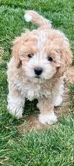 Maltipoo - 10