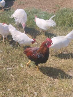 Kohouti Vlašky koroptví a Leghorn - 10