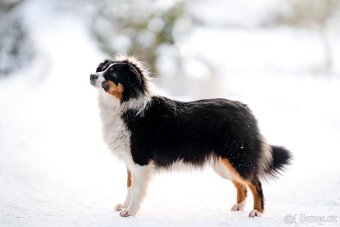 Miniaturní americký ovčák - 10