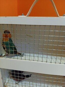 Amada papouščí červenohlavá, drobot - 10