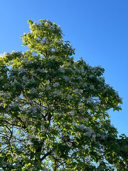 Rostlinky KATALPA královská - 10