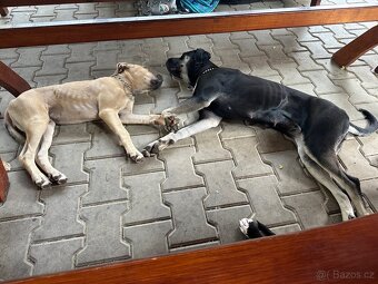 Cane corso s pitbulem - 10