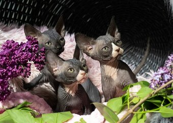 Sphynx - 10