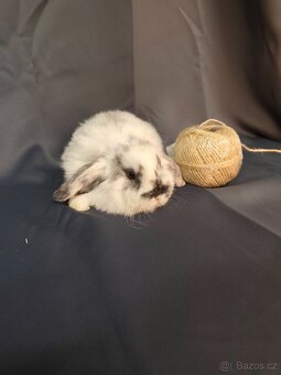 Vymazlení zakrslí králíčci - teddy, minilop, beranek, kratko - 10