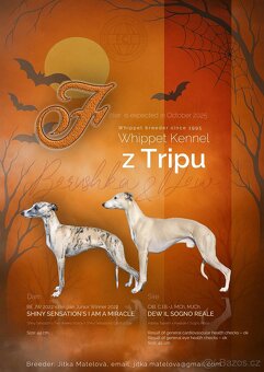 Whippet / Vipet s PP - 10