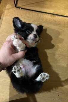 Chlapečkové čivava s PP FCI - 10