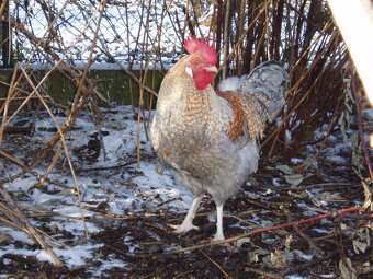 Kohout, kohouti do chovu - 10