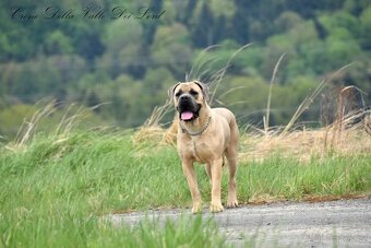 Cane Corso štěňata s FCI PP - 10
