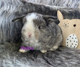 ❤️⭐️Minilop Kralicek Beránek k rezervaci ❤️ - 10