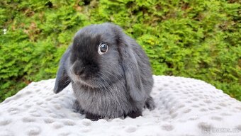 Zakrslý beránek, králíček, králík - PIPER - 10