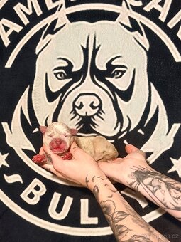 American Bully XL Tricolor - 10