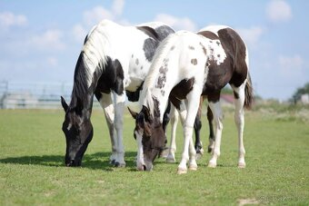 Luxusní PAINT Horse plemeník, DOUBLE HOMOZYGOT - 10
