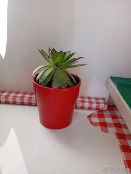 sazenice netřesků 8kč za kus,držáky na truhlíky,ačokča semen - 10