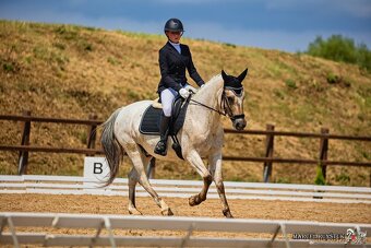 Pony valach do sportu - 10
