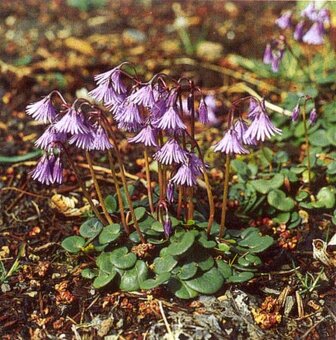 Prodám skalničky,trvalky a zahr.orchideje. - 10