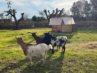 Hledám správce Farmy u moře - 10