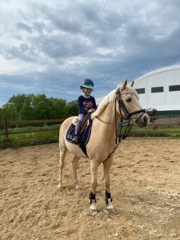 Pony B, valach 13let – drezura, parkur, ZZVJ, výstavy/ - 10