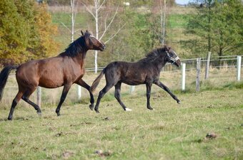 Lusitano klisna nar. 5/2024 - 10