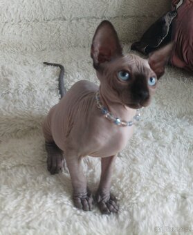 Kanadský Sphynx - 10