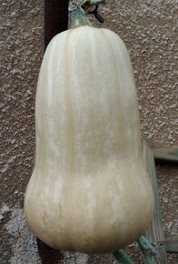 Semínka okurka, cuketa, dýně, hokkaido, ačokča, meloun - 10