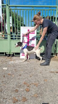AKTY K ADOPCI - 6,5 ROKU,AKTIVNÍ,HRAVÝ,KAMARÁDSKÝ - 10