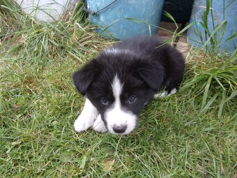 Border kolie / collie štěňata s PP (FCI) - 10