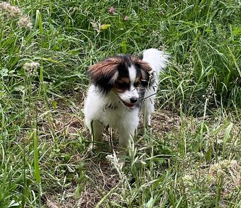 Miniaturní kontinentální španěl s PP, phalene, ne papillon - 10