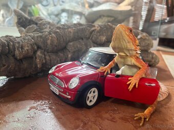 AGAMA VOUSATÁ POGONA VITTICEPS NA PRODEJ - 10