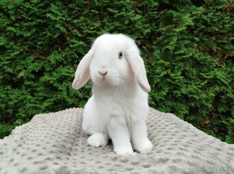 Zakrslý beránek, králíček, králík, králíček - NOAH - 10