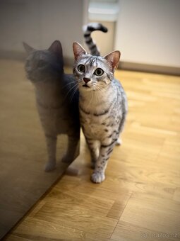 Egyptská Mau - kočička s rodokmenem - 10