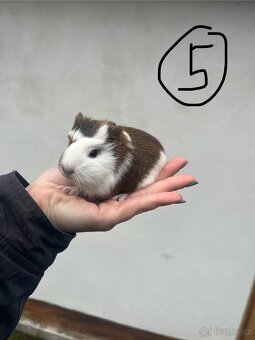 Morče, morčata - 10