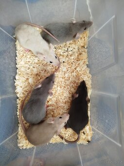 Potkan dumbo - 10