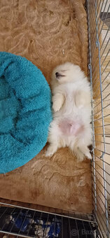 Pes pomeranian x trpasličí špic - 10